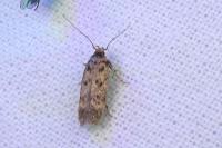 Bryotropha domestica