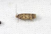 Bryotropha domestica