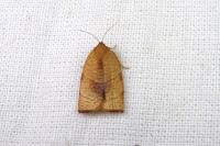 Cacoecimorpha pronubana