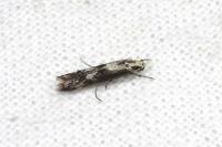 Blastodacna hellerella
