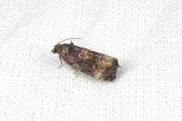 Endothenia