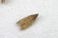 Helcystogramma lutatella