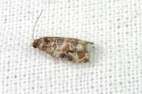 Lobesia botrana