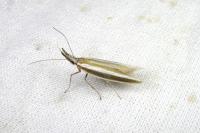 Pleurota aristella