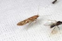 Pyroderces argyrogrammos