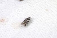 Recurvaria nanella