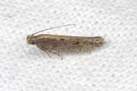 Scrobipalpa artemisiella