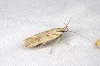 Stomopteryx detersella