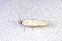 Stomopteryx detersella
