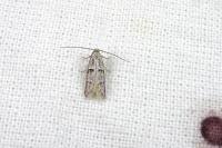 Symmocoides oxybiella