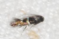 Stephensia brunnichella