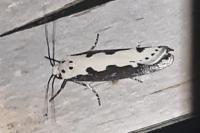 Ethmia bipunctella