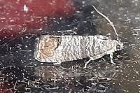 Cydia pomonella