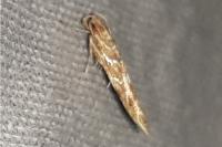 Pyroderces argyrogrammos