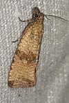 Celypha striana