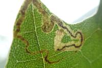 Acalyptris platani