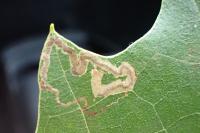 Acalyptris platani