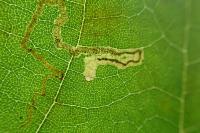 Acalyptris platani