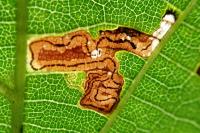Stigmella tiliae