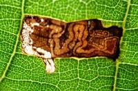 Stigmella tiliae
