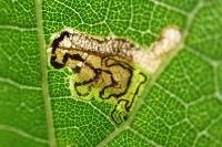 Stigmella tiliae