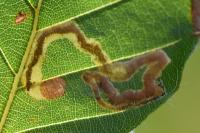 Stigmella hemargyrella