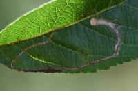 Lyonetia clerkella