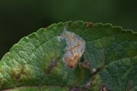 Callisto denticulella