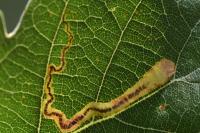 Stigmella roborella