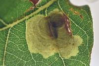 Tischeria decidua