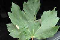 Phyllonorycter geniculella