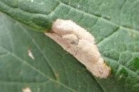Phyllonorycter geniculella