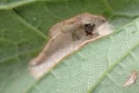 Phyllonorycter geniculella