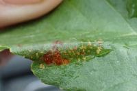 Phyllonorycter