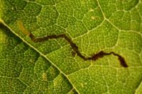 Stigmella speciosa