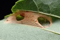 Phyllonorycter