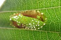 Phyllonorycter