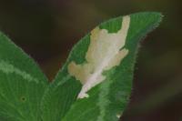Parectopa ononidis