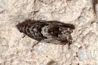 Cydia fagiglandana