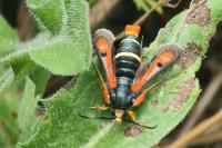 Pyropteron chrysidiforme