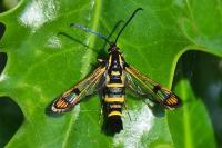 Synanthedon conopiformis