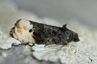 Metendothenia atropunctana