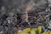 Sorhagenia janiszewskae