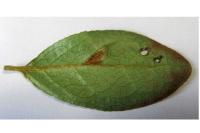 Caloptilia azaleella