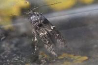 Sorhagenia janiszewskae