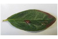 Caloptilia azaleella