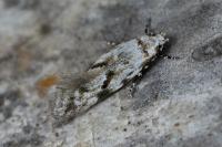Stenolechia gemmella