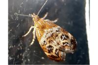 Tebenna