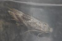 Bucculatrix demaryella