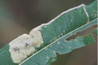Mompha raschkiella
